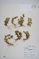 長柄千層塔藏品圖，第1張