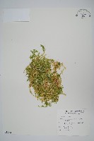 疏葉卷柏藏品圖，第1張