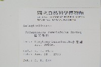 疏葉卷柏藏品圖，第2張