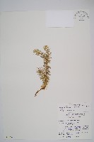 台灣石松藏品圖，第1張