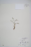 鱗葉石松藏品圖，第1張