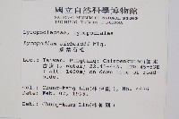 鱗葉石松藏品圖，第2張