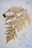 台灣小膜蓋蕨藏品圖，第1張