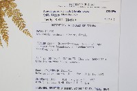 台灣小膜蓋蕨藏品圖，第2張
