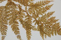 台灣小膜蓋蕨藏品圖，第3張