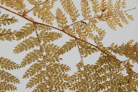 台灣小膜蓋蕨藏品圖，第4張