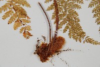 台灣小膜蓋蕨藏品圖，第5張