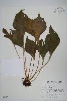 車前蕨藏品圖，第1張