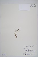 鱗葉石松藏品圖，第1張