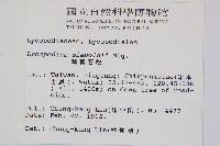 鱗葉石松藏品圖，第2張