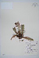 韓氏羅曼蕨藏品圖，第1張