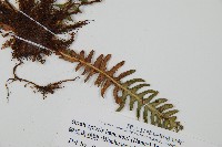 韓氏羅曼蕨藏品圖，第3張