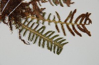 韓氏羅曼蕨藏品圖，第4張