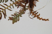 韓氏羅曼蕨藏品圖，第5張