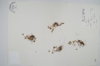 田字草藏品圖，第1張