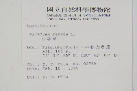 田字草藏品圖，第2張