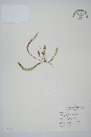 鐵角蕨藏品圖，第1張