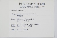 鐵角蕨藏品圖，第2張