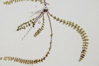 鐵角蕨藏品圖，第3張