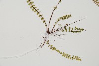 鐵角蕨藏品圖，第4張