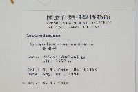 地刷子藏品圖，第2張