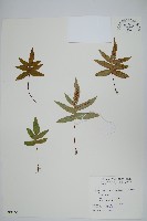 玉山茀蕨藏品圖，第1張