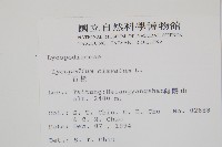 石松藏品圖，第2張