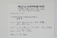 地刷子藏品圖，第2張