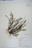 細葉碎米蕨藏品圖，第1張