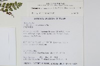 細葉碎米蕨藏品圖，第2張