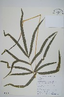 大葉鳳尾蕨藏品圖，第1張