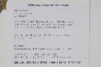 大葉鳳尾蕨藏品圖，第2張