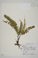 生芽鐵角蕨藏品圖，第1張