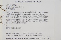 生芽鐵角蕨藏品圖，第2張