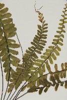 生芽鐵角蕨藏品圖，第4張