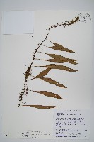 骨牌蕨藏品圖，第1張