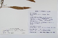 骨牌蕨藏品圖，第2張