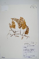 細葉蕗蕨藏品圖，第1張