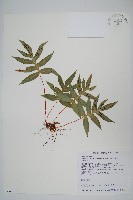 玉山茀蕨藏品圖，第1張