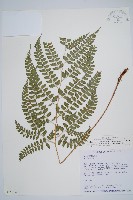 斜方複葉耳蕨藏品圖，第1張