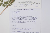 斜方複葉耳蕨藏品圖，第2張