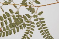 斜方複葉耳蕨藏品圖，第3張