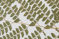 斜方複葉耳蕨藏品圖，第4張