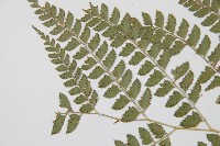 斜方複葉耳蕨藏品圖，第5張