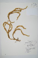 杉葉蔓石松藏品圖，第1張