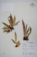 蘭嶼車前蕨藏品圖，第1張