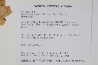 蘭嶼車前蕨藏品圖，第2張