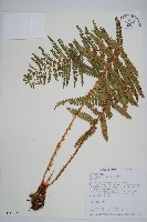 尖葉耳蕨藏品圖，第1張