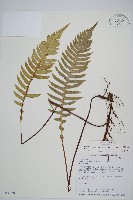 雉尾烏毛蕨藏品圖，第1張