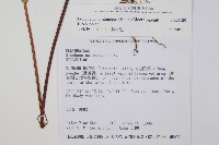 雉尾烏毛蕨藏品圖，第2張